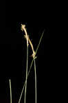 Coastal sedge